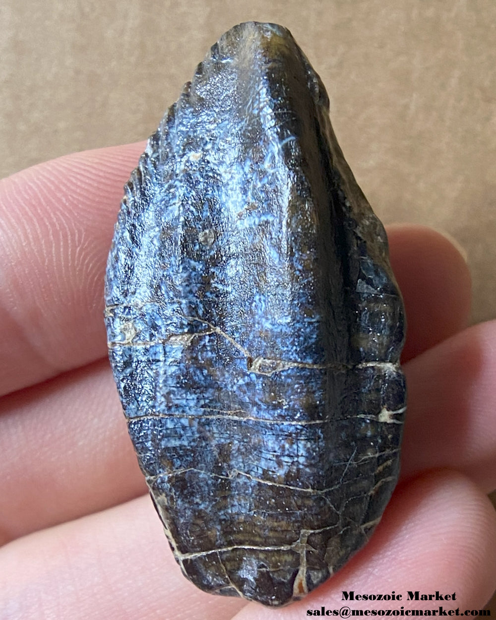 An image of a fossilized tooth from a Ouranosaurus or Lurudusaurus dinosaur. #NER26679-1