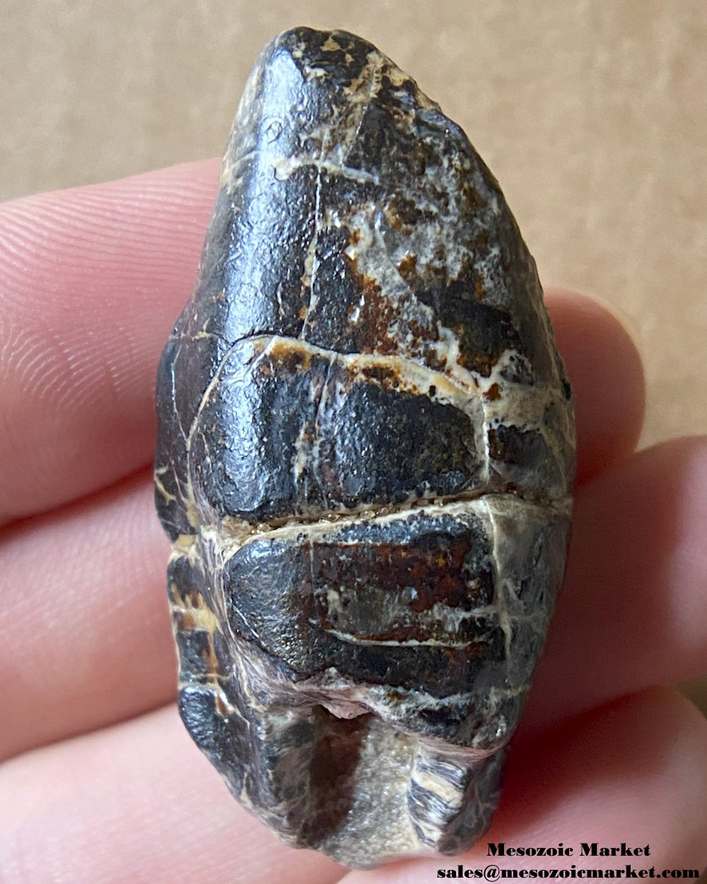 An image of a fossilized tooth from a Ouranosaurus or Lurudusaurus dinosaur. #NER26679-2