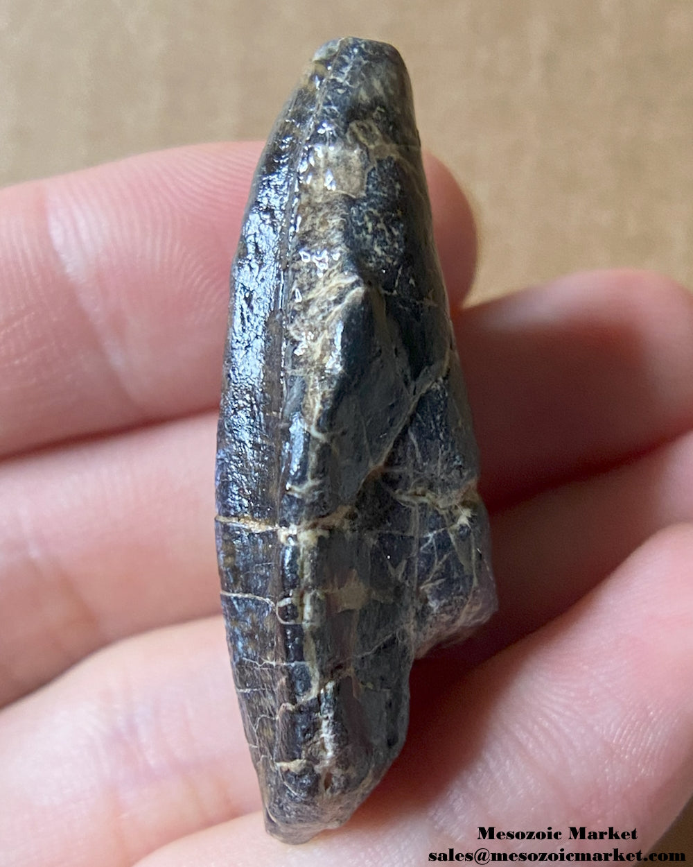 An image of a fossilized tooth from a Ouranosaurus or Lurudusaurus dinosaur. #NER26679-3