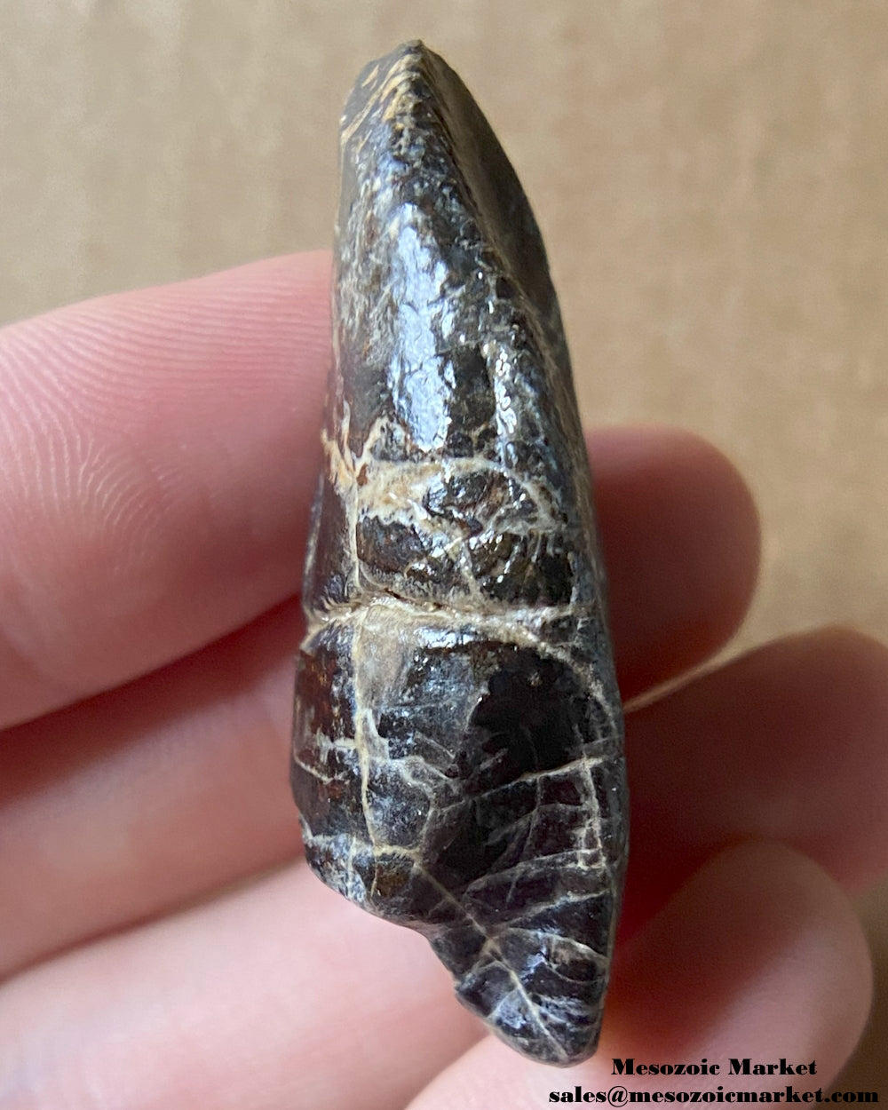 An image of a fossilized tooth from a Ouranosaurus or Lurudusaurus dinosaur. #NER26679-4