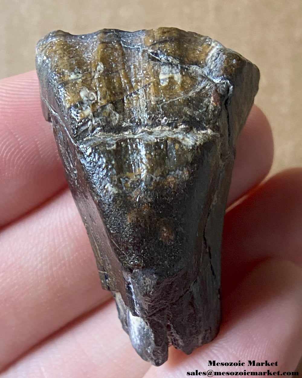 An image of a fossilized tooth from a Ouranosaurus or Lurudusaurus dinosaur. #NER35917-1