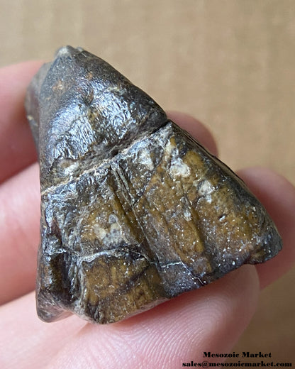 An image of a fossilized tooth from a Ouranosaurus or Lurudusaurus dinosaur. #NER35917-2