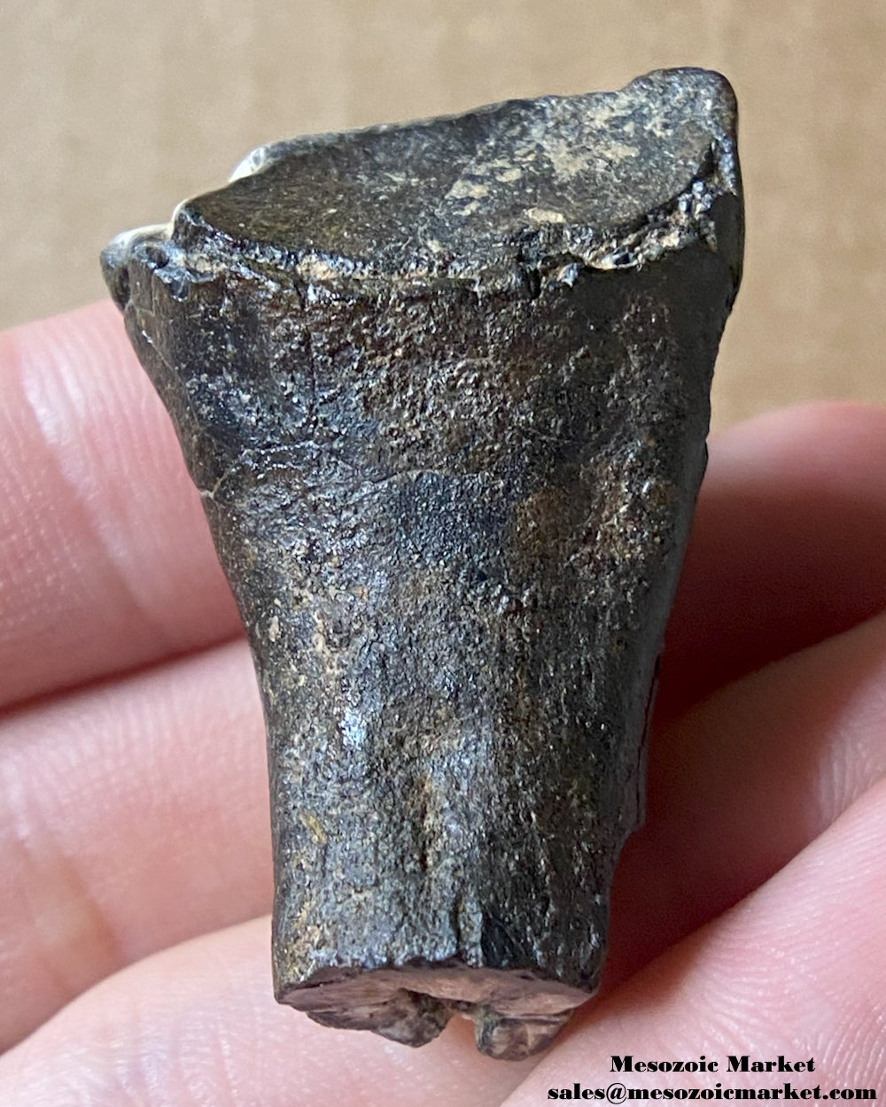 An image of a fossilized tooth from a Ouranosaurus or Lurudusaurus dinosaur. #NER35917-3