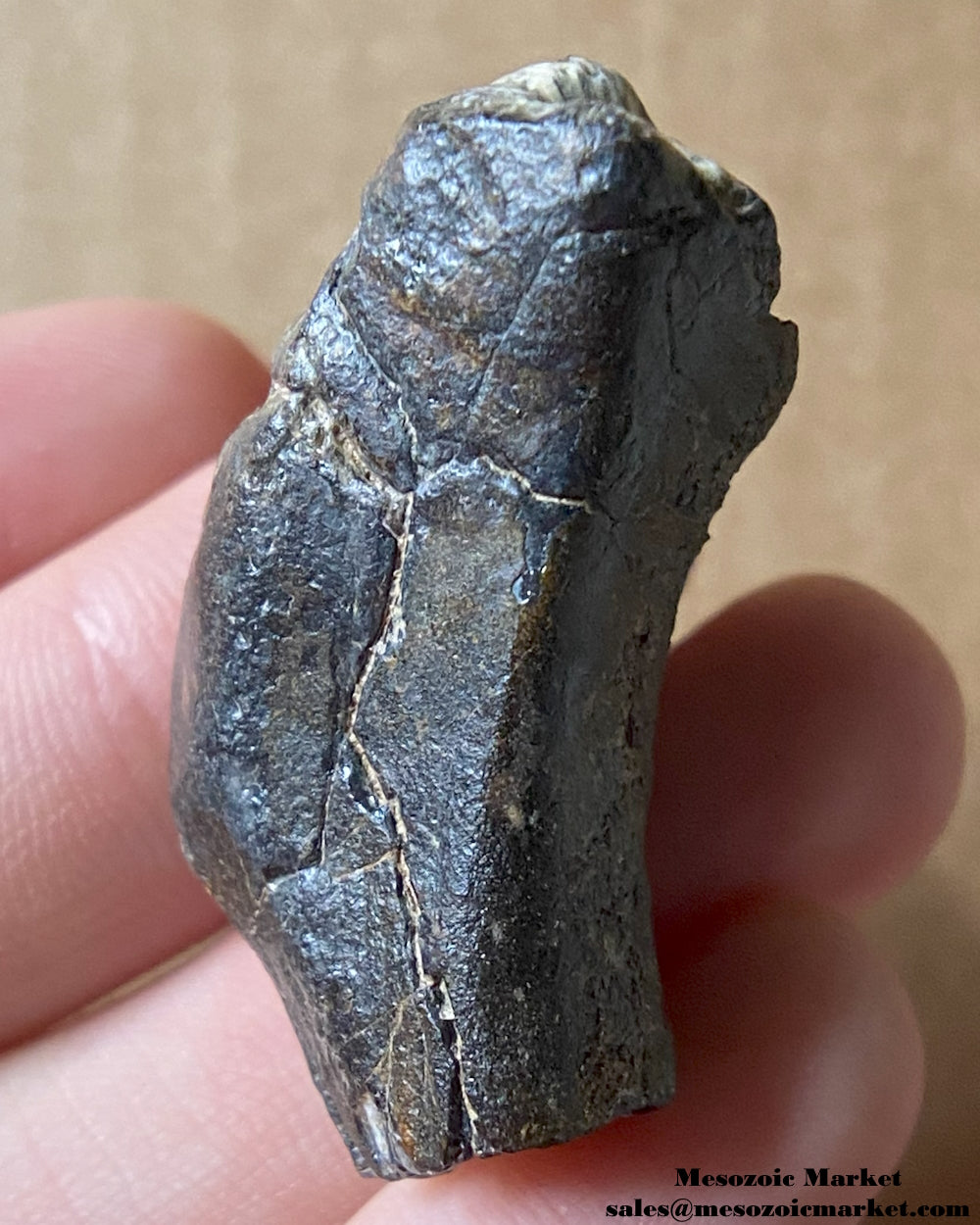 An image of a fossilized tooth from a Ouranosaurus or Lurudusaurus dinosaur. #NER35917-4