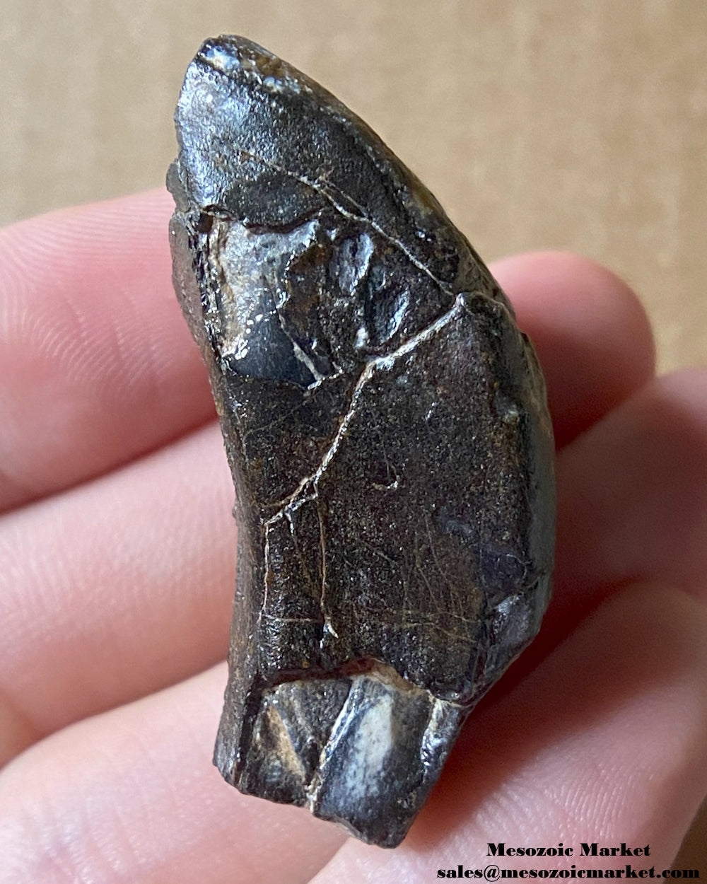 An image of a fossilized tooth from a Ouranosaurus or Lurudusaurus dinosaur. #NER35917-5