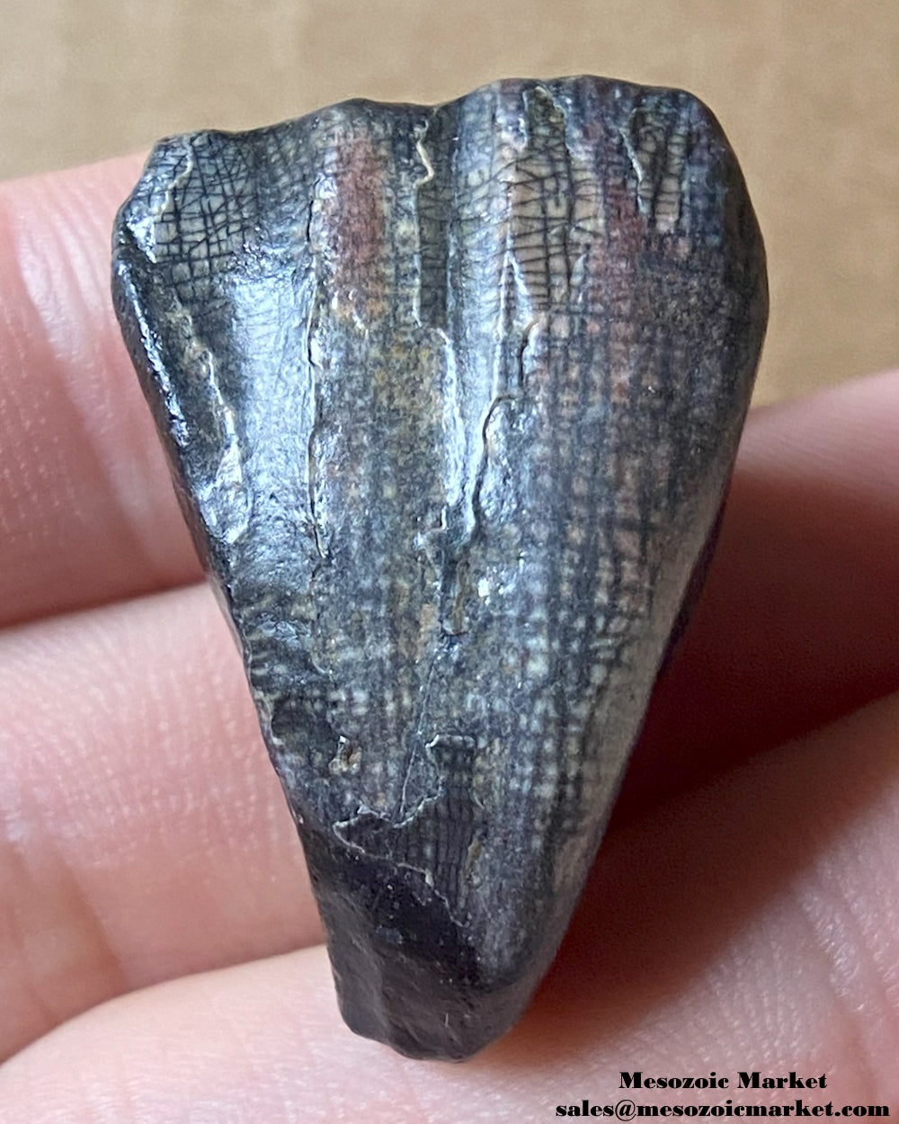 An image of a fossilized tooth from a Ouranosaurus or Lurudusaurus dinosaur. #NER38990-1