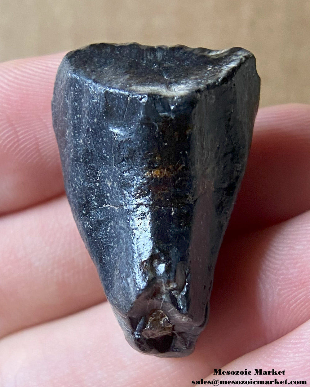 An image of a fossilized tooth from a Ouranosaurus or Lurudusaurus dinosaur. #NER38990-2