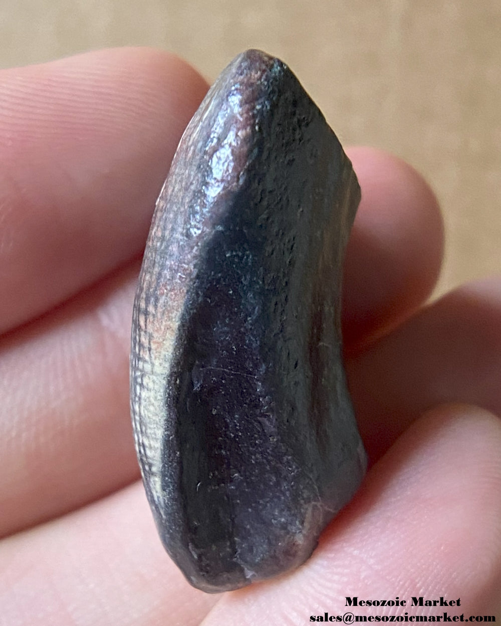 An image of a fossilized tooth from a Ouranosaurus or Lurudusaurus dinosaur. #NER38990-3