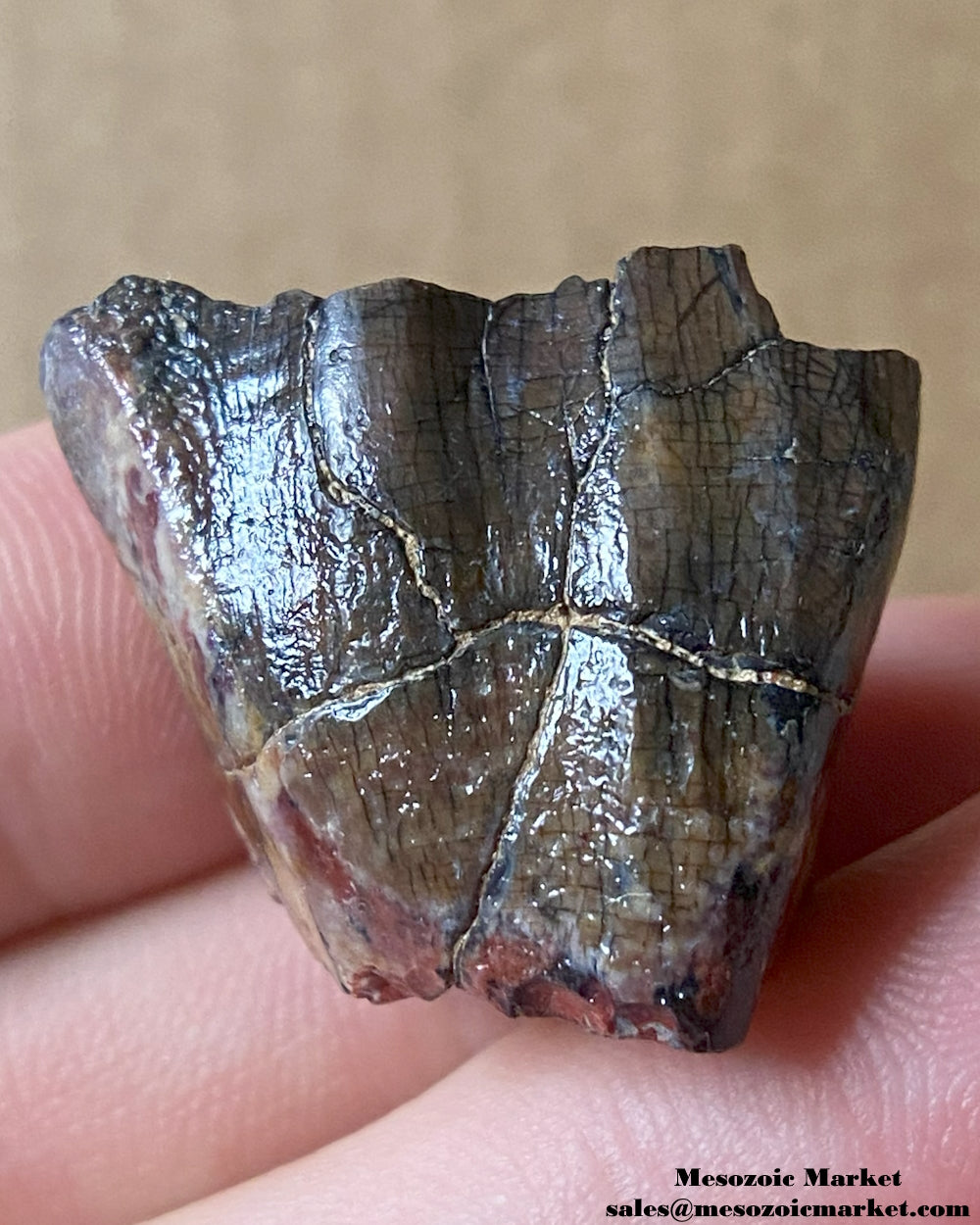 An image of a fossilized tooth from a Ouranosaurus or Lurudusaurus dinosaur. #NER64966-1