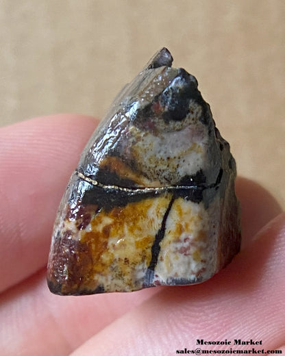 An image of a fossilized tooth from a Ouranosaurus or Lurudusaurus dinosaur. #NER64966-4