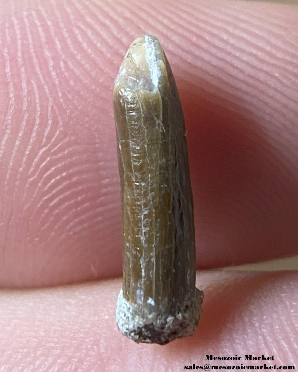 Fossilized dinosaur tooth of a Rapetosaurus or Vahiny sauropod. #MAD48028-3