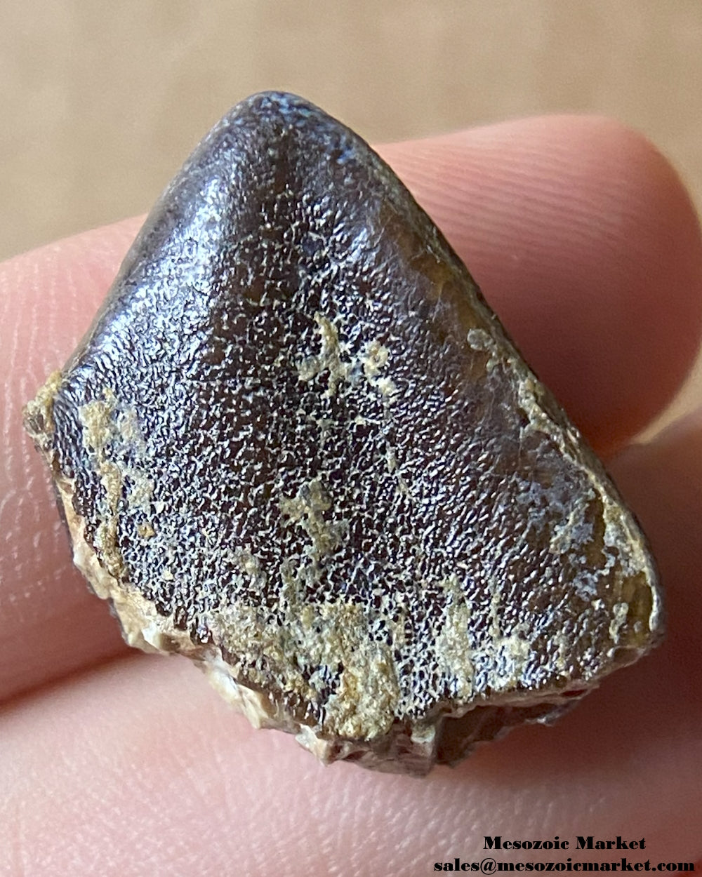 Fossilized dinosaur tooth tip of a sauropod. #MAR03165-1