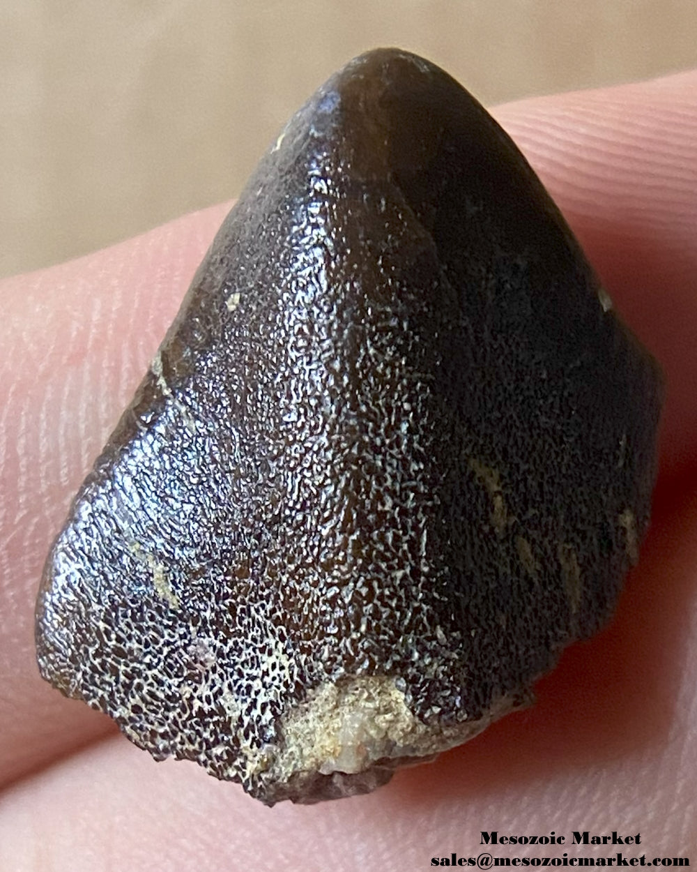 Fossilized dinosaur tooth tip of a sauropod. #MAR03165-2