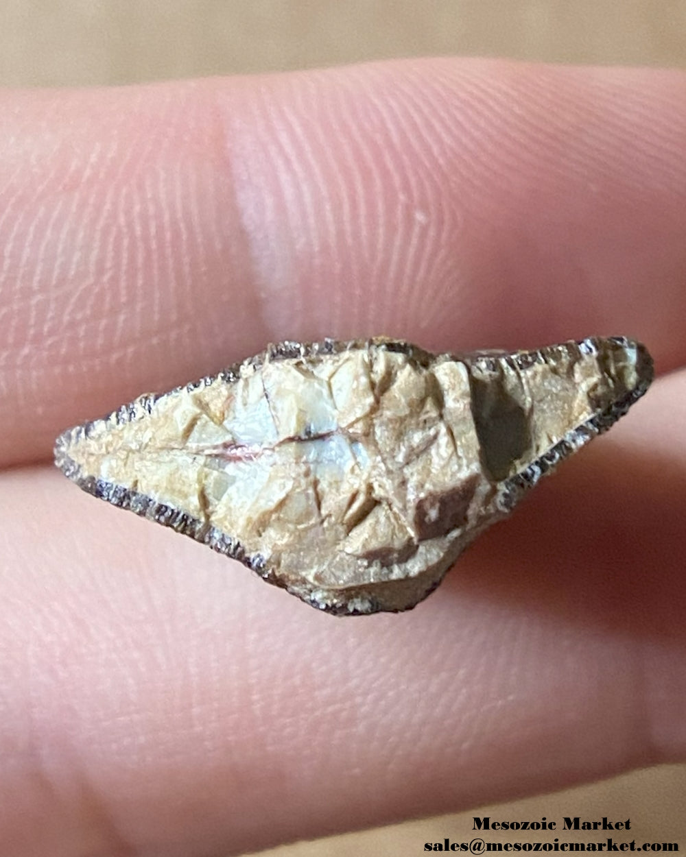 Fossilized dinosaur tooth tip cross-section of a sauropod. #MAR03165-3