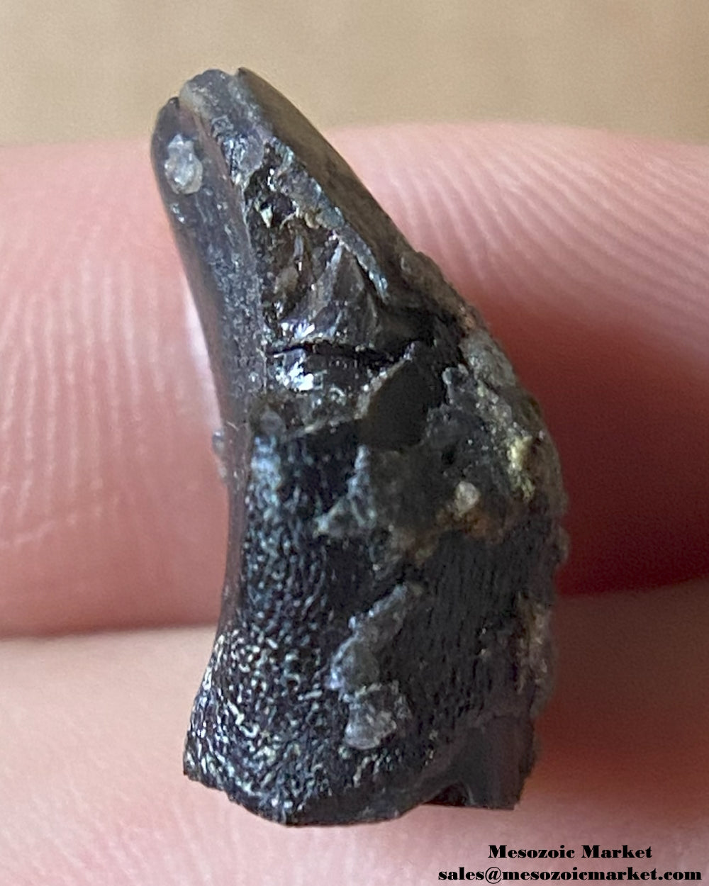 Fossilized dinosaur tooth tip of a sauropod. #MAR17249-3