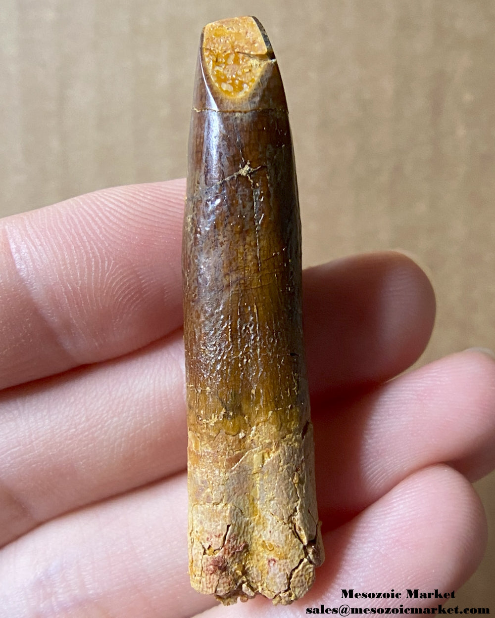 Fossilized dinosaur tooth of a titanosaurian sauropod. #MAR24919-1