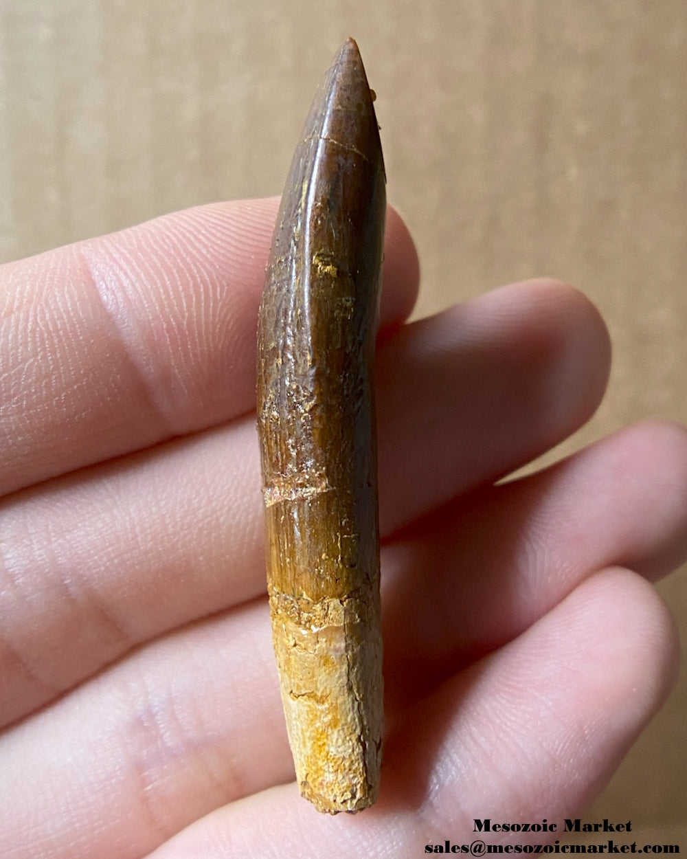 Fossilized dinosaur tooth of a titanosaurian sauropod. #MAR24919-3