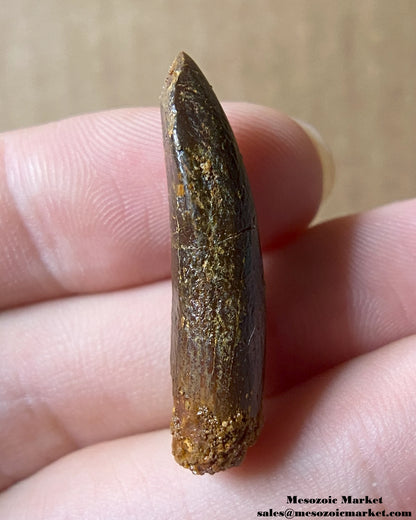 Fossilized dinosaur tooth of a titanosaurian sauropod. #MAD94008-4