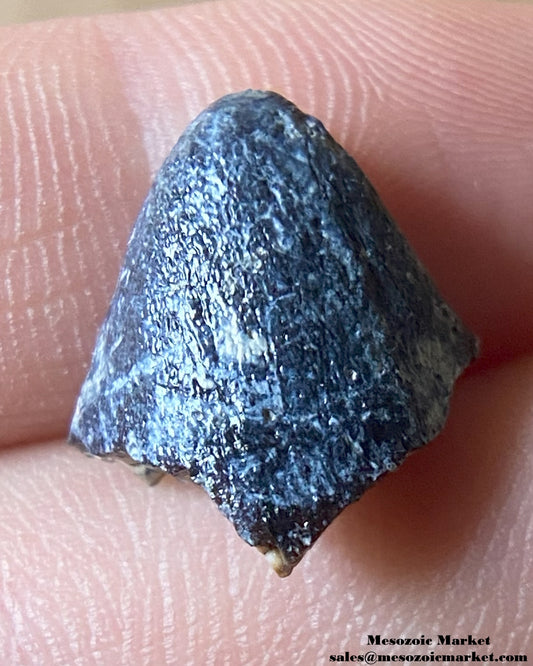 Fossilized dinosaur tooth tip of a sauropod. #NER73435-1