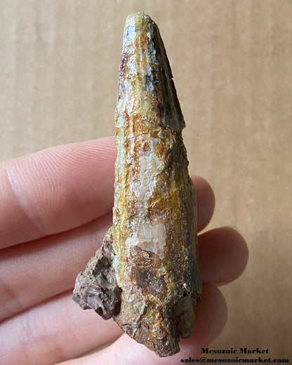 An image of a fossilized tooth from a Spinosaurus or Sigilmassasaurus. #MAD03143-1