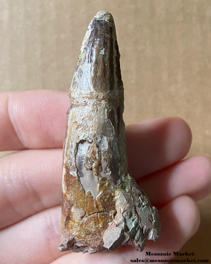 An image of a fossilized tooth from a Spinosaurus or Sigilmassasaurus. #MAD03143-2