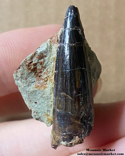 An image of a fossilized tooth from a Spinosaurus or Sigilmassasaurus. #MAD33077-1