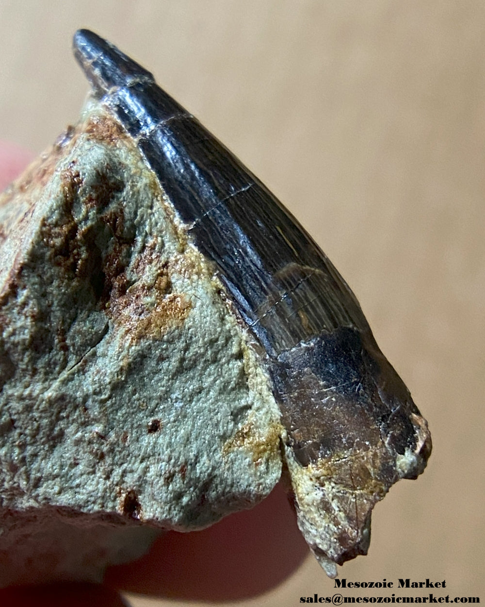 An image of a fossilized tooth from a Spinosaurus or Sigilmassasaurus. #MAD33077-4