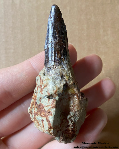 An image of a fossilized tooth from a Spinosaurus or Sigilmassasaurus. #MAD53816-2