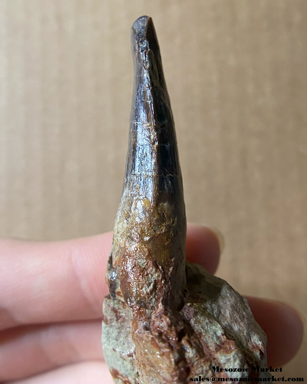 An image of a fossilized tooth from a Spinosaurus or Sigilmassasaurus. #MAD53816-3