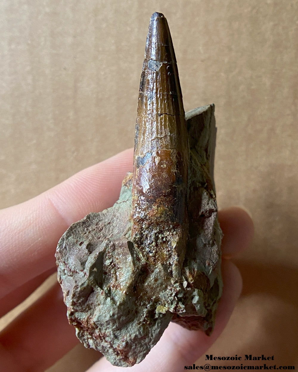 An image of a fossilized tooth from a Spinosaurus or Sigilmassasaurus. #MAD64908-1