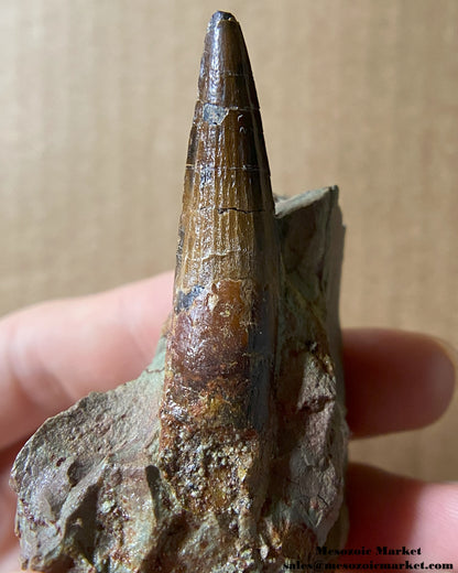 An image of a fossilized tooth from a Spinosaurus or Sigilmassasaurus. #MAD64908-4