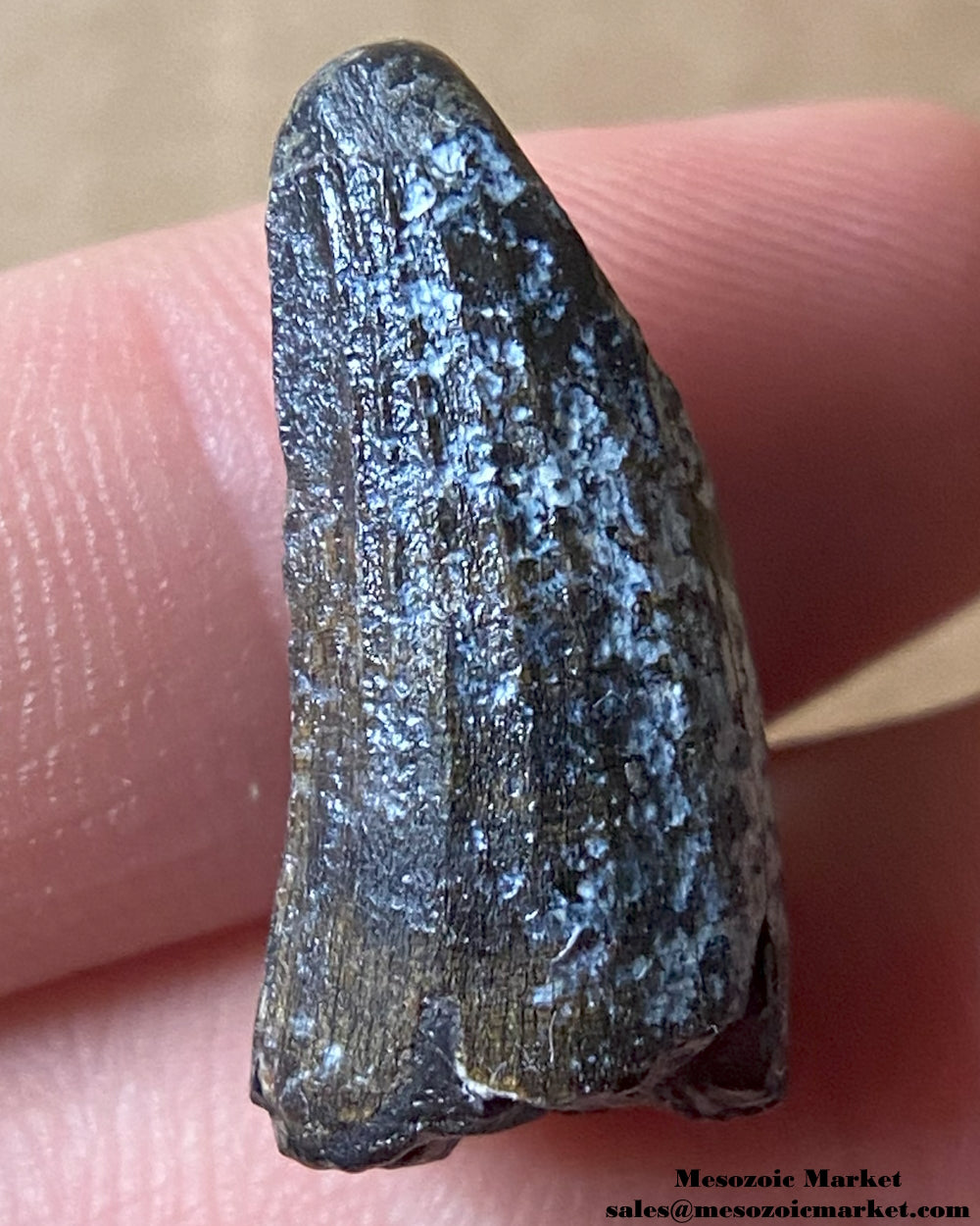 Fossilized dinosaur tooth of a Suchomimus theropod. #NER00029-1