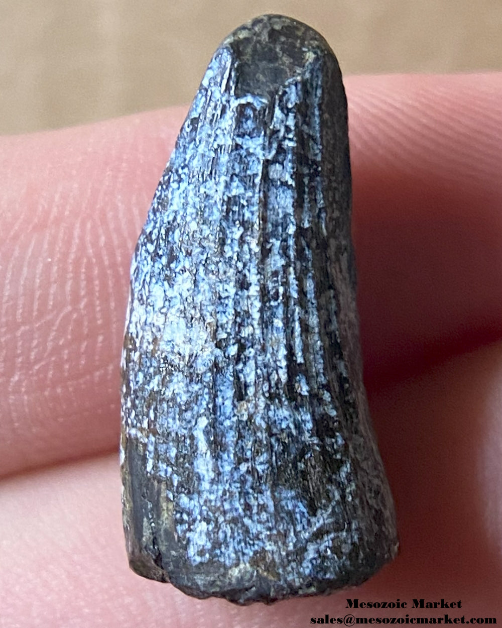 Fossilized dinosaur tooth of a Suchomimus theropod. #NER00029-2