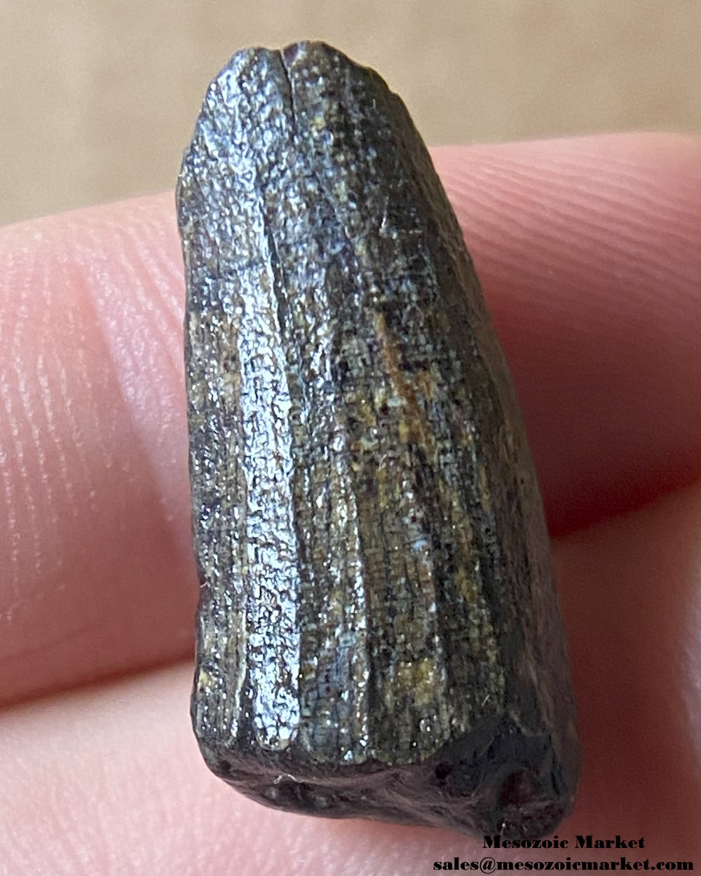 Fossilized dinosaur tooth of a Suchomimus theropod. #NER02419-1