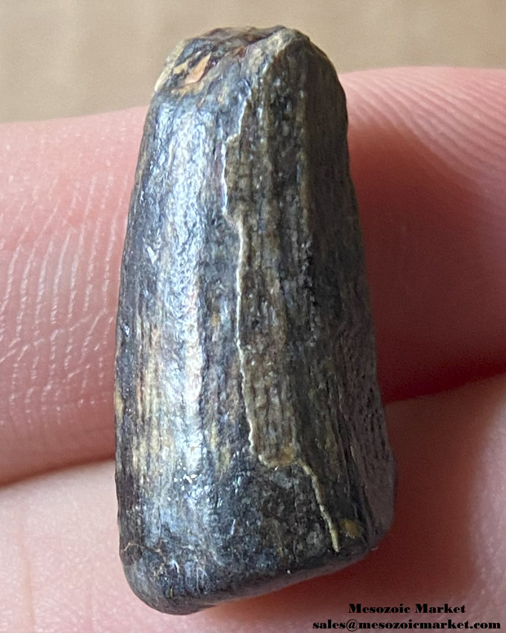 Fossilized dinosaur tooth of a Suchomimus theropod. #NER02419-2