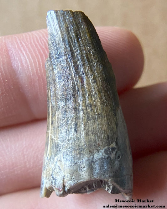 Fossilized dinosaur tooth of a Suchomimus theropod. #NER12609-1