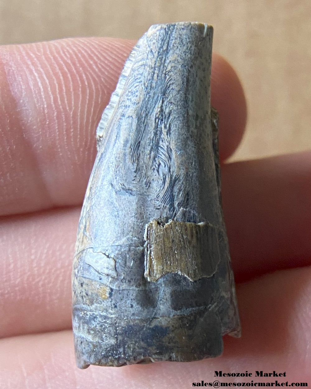 Fossilized dinosaur tooth of a Suchomimus theropod. #NER12609-2