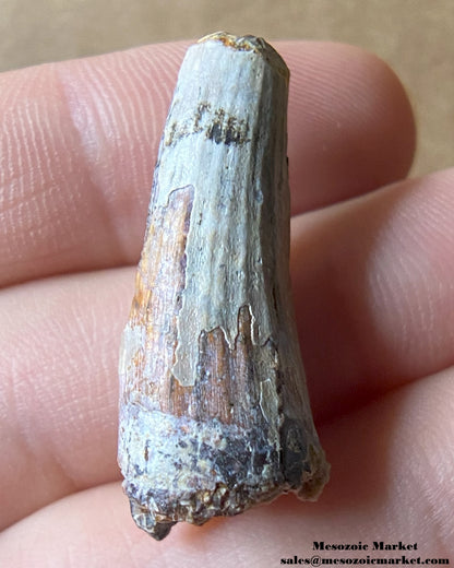 Fossilized archosaur tooth of a Suchomimus theropod or crocodylomorph. #NER12727-1