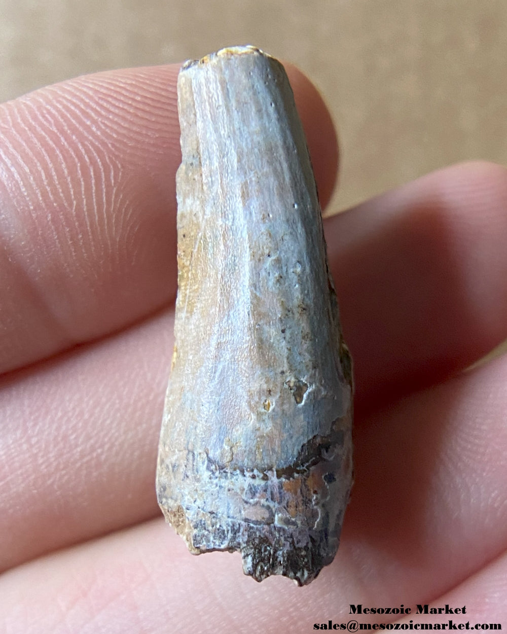 Fossilized archosaur tooth of a Suchomimus theropod or crocodylomorph. #NER12727-2