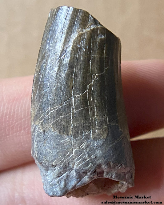 Fossilized dinosaur tooth of a Suchomimus theropod. #NER16219-1