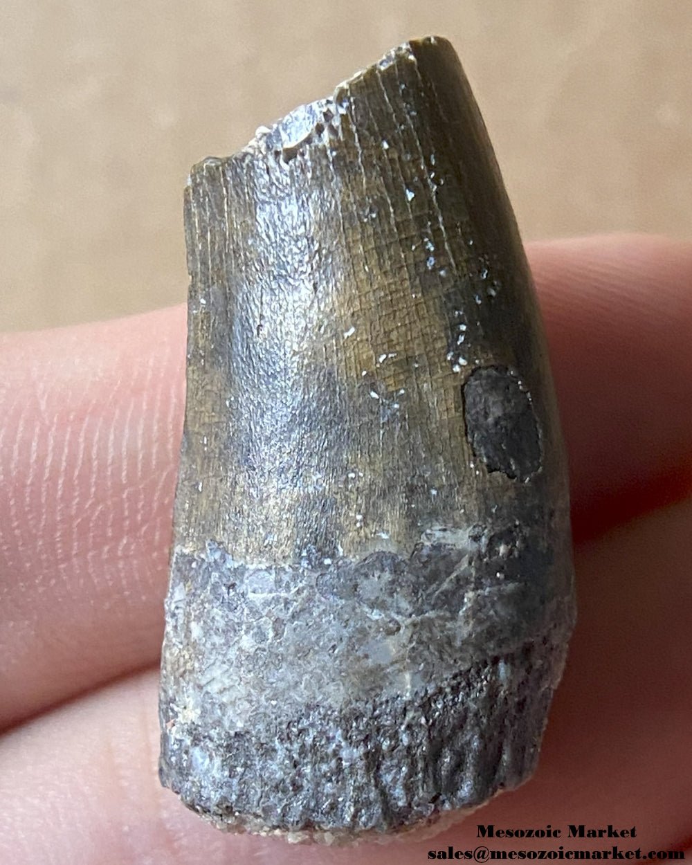 Fossilized dinosaur tooth of a Suchomimus theropod. #NER16219-2