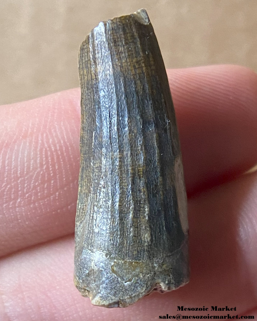 Fossilized dinosaur tooth of a Suchomimus theropod. #NER29004-1