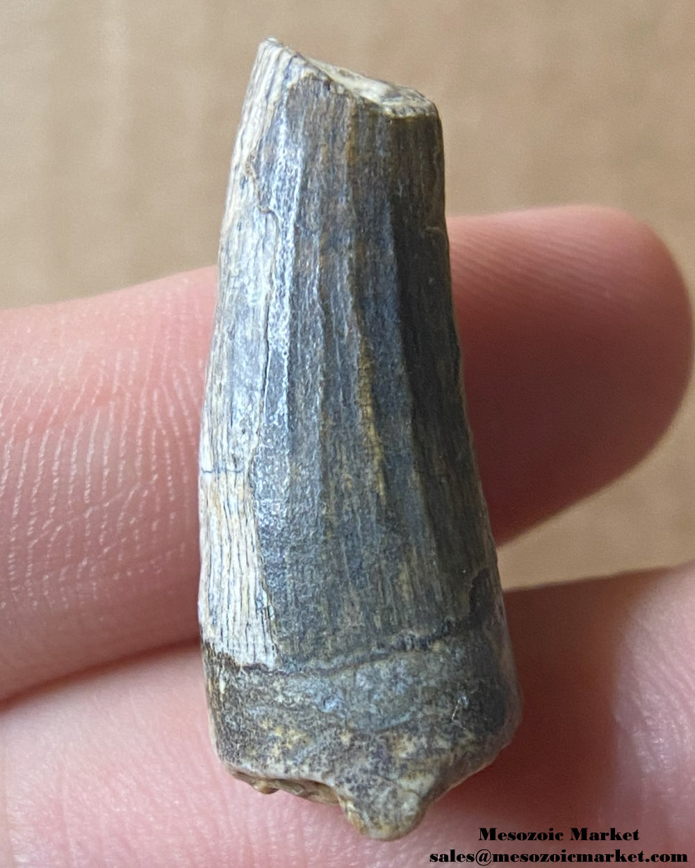 Fossilized dinosaur tooth of a Suchomimus theropod. #NER29004-2