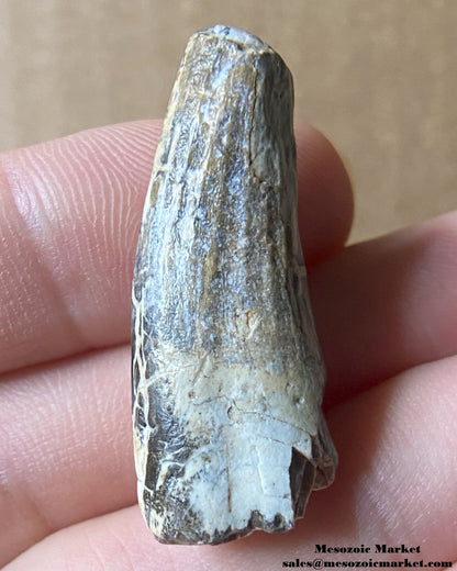 Fossilized dinosaur tooth of a Suchomimus theropod. #NER34034-1