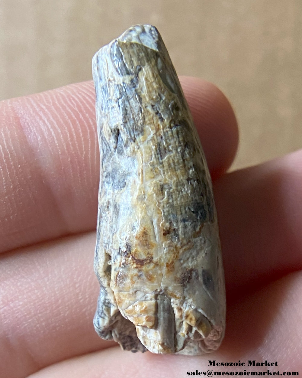 Fossilized dinosaur tooth of a Suchomimus theropod. #NER34034-2