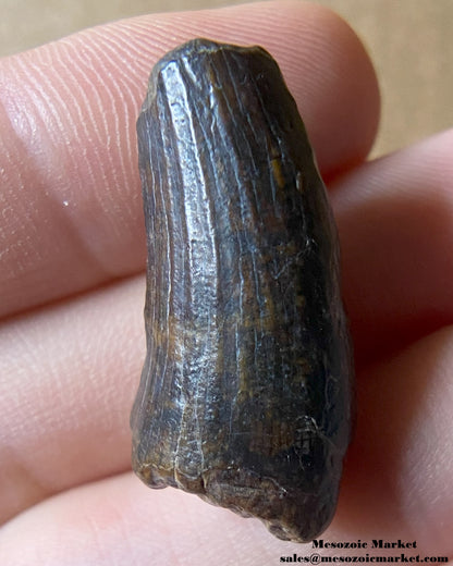 Suchomimus Tooth 1.05" #NER35498 - Elrhaz Formation