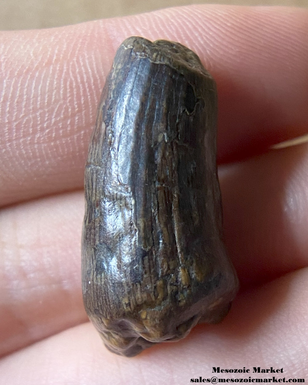 Suchomimus Tooth 1.05" #NER35498 - Elrhaz Formation