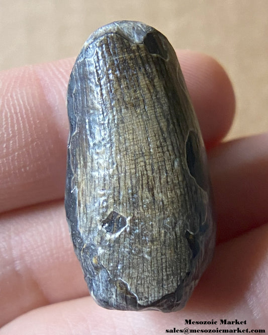 Fossilized archosaur tooth of a Suchomimus theropod or crocodylomorph. #NER35598-1