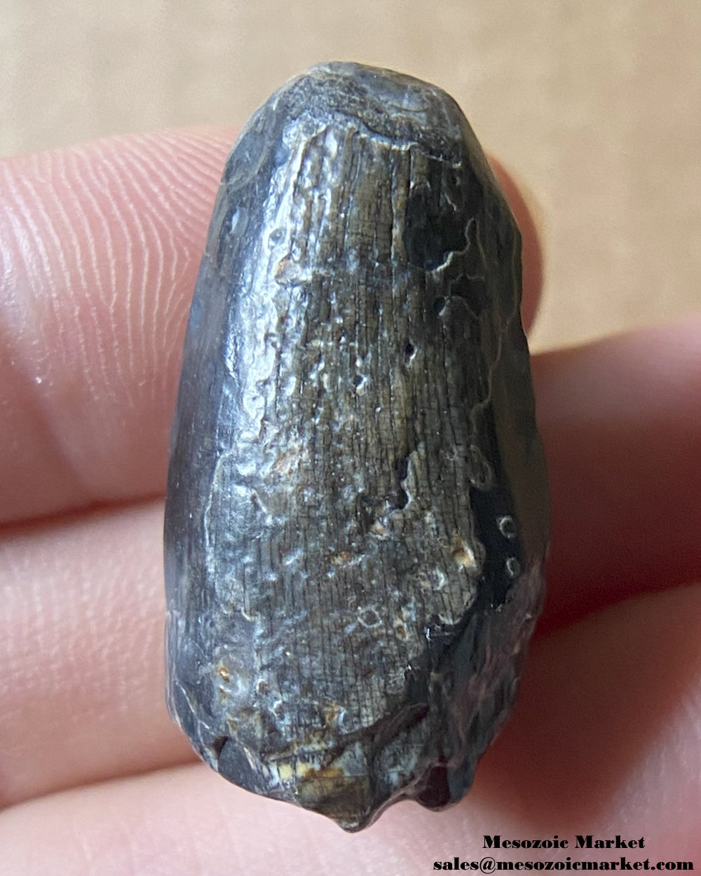 Fossilized archosaur tooth of a Suchomimus theropod or crocodylomorph. #NER35598-2