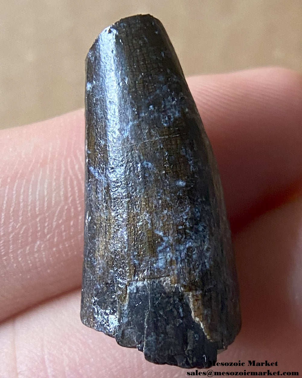 Fossilized dinosaur tooth of a Suchomimus theropod. #NER42471-1